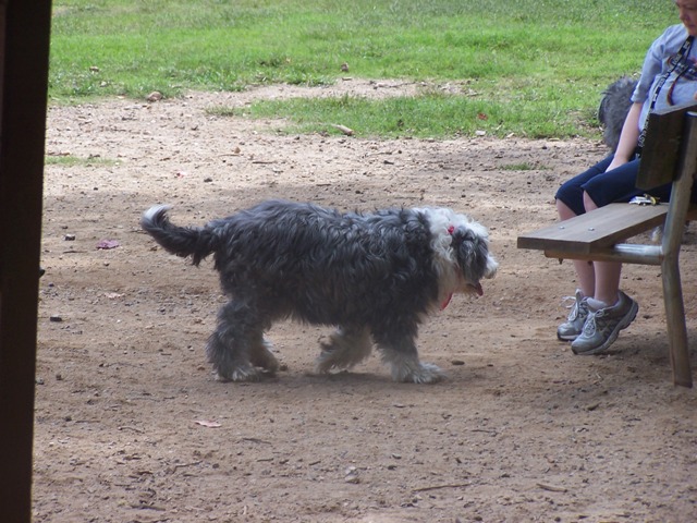 /images/events/17/Dogs at the park 004.jpg